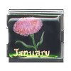 Carnation Megalink Moni Originals® Charm (January Flower)